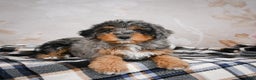 Bernedoodle dogs for sale: Murphy - Ad 12