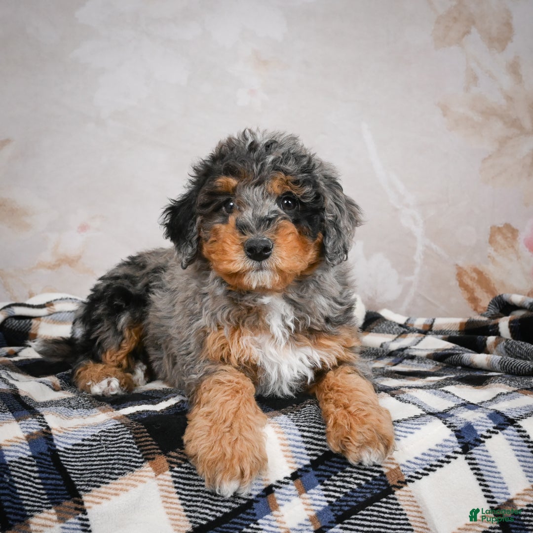 Bernedoodle dogs for sale: Murphy - Ad 12