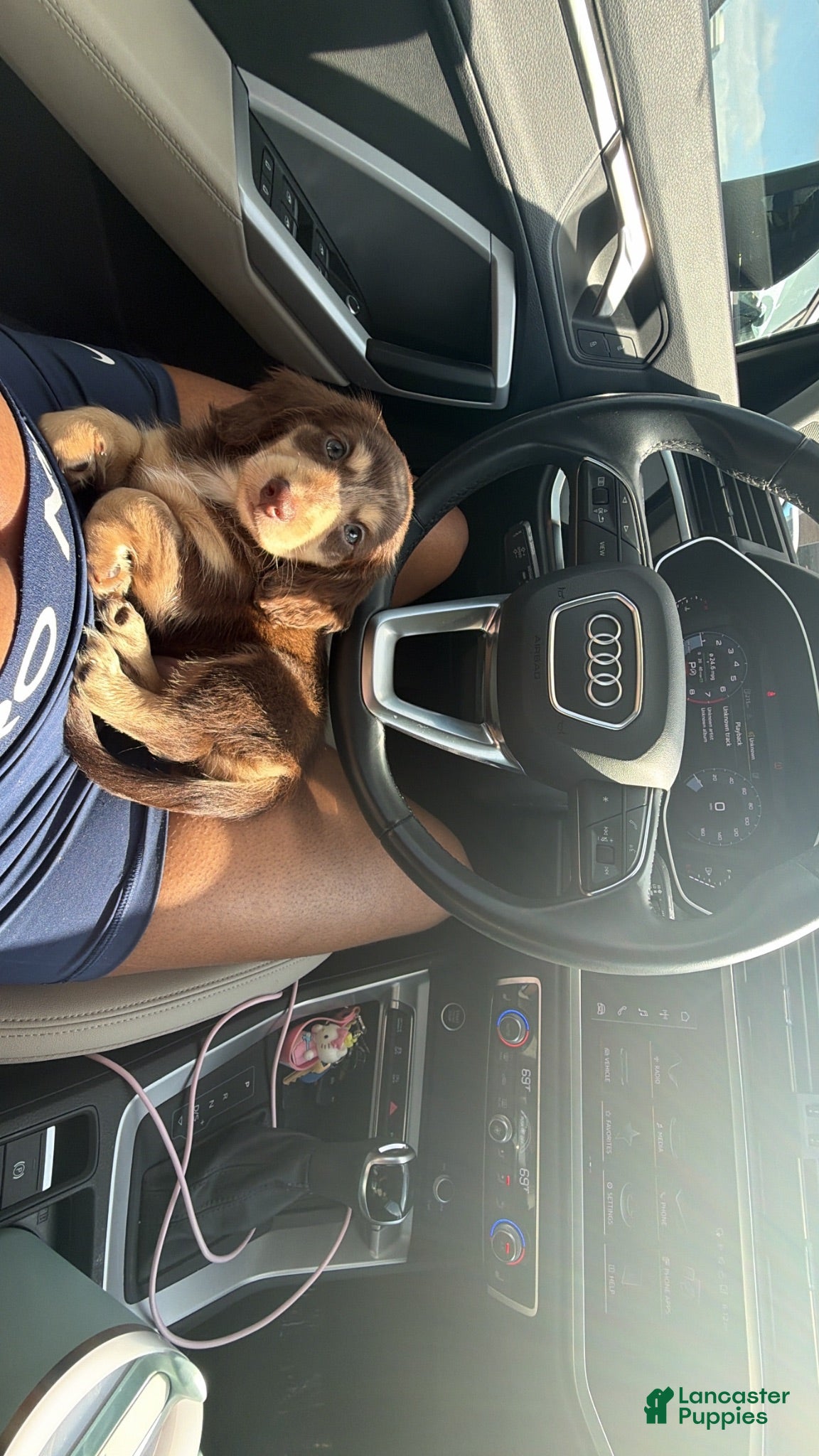 Dachshund dogs Dachshund 1 - Ad 4