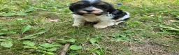 Mixed Breed dogs for sale: Adam  - Ad 4