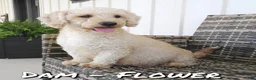 Bichpoo dogs for sale: Ethan - Ad 10
