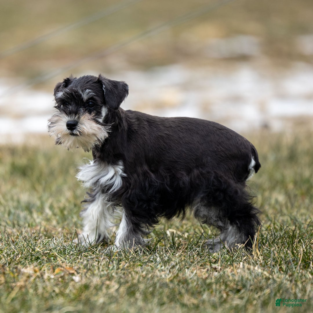 Miniature Schnauzer dogs for sale: Valerie - Ad 3