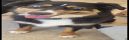 Australian Shepherd dogs for sale: Australian Shepherd Puppy 4 - Ad 7