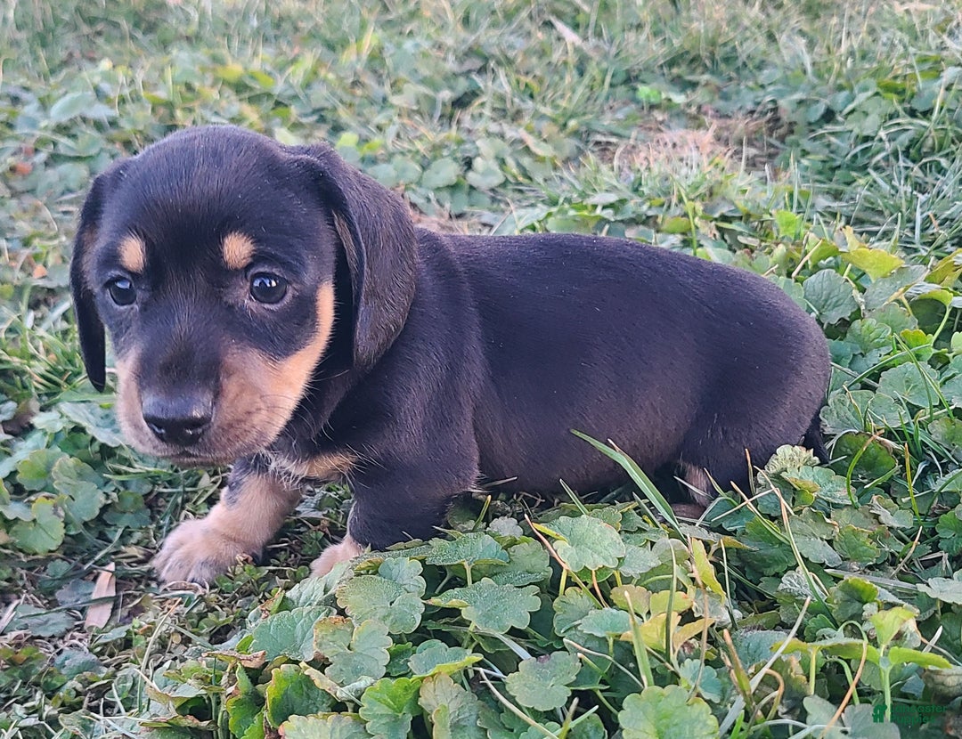Miniature Dachshund dogs for sale: Fido - Ad 8