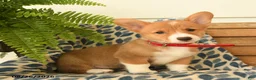 Welsh Corgi Pembroke dogs for sale: Nia - Ad 5