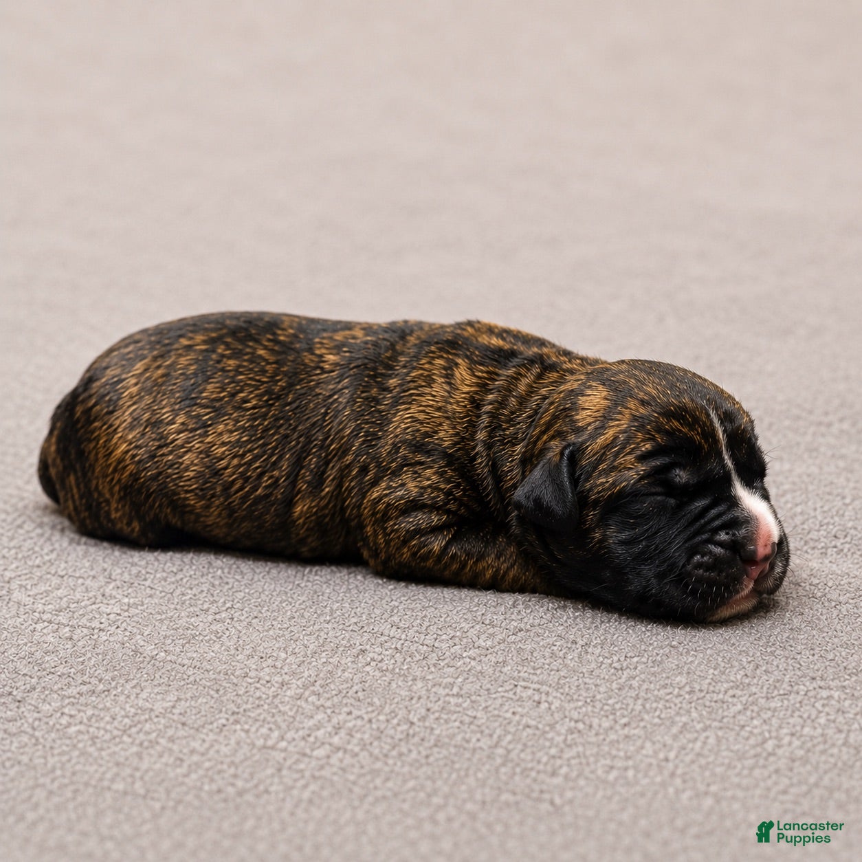 South African Boerboels dogs Brindle Male - Ad 1
