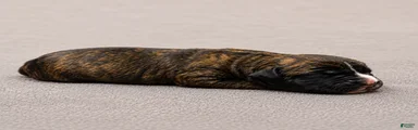Brindle Male