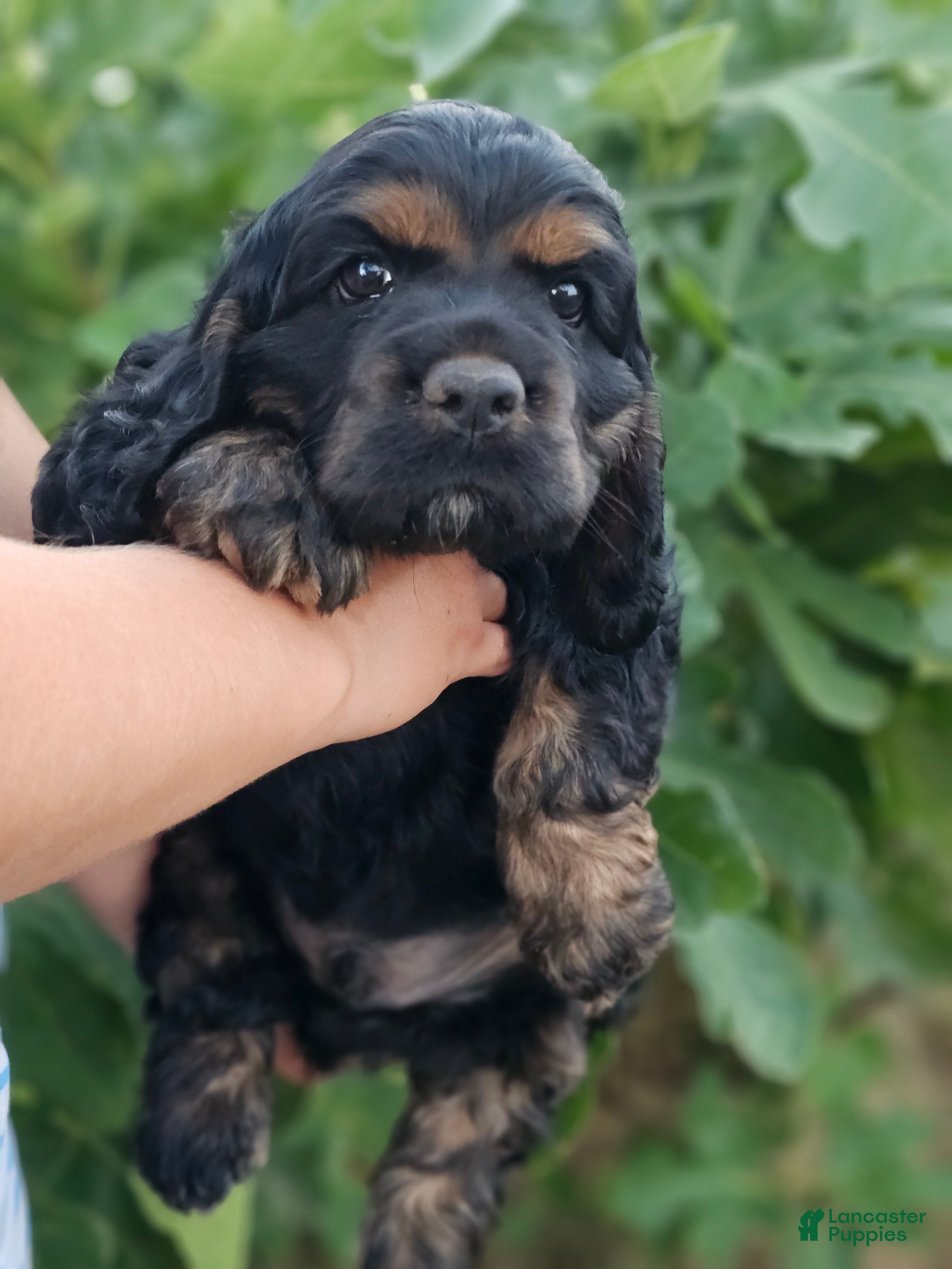 Cocker Spaniel dogs Bashful  - Ad 1