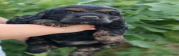 Cocker Spaniel dogs for sale: Bashful  - Ad 1