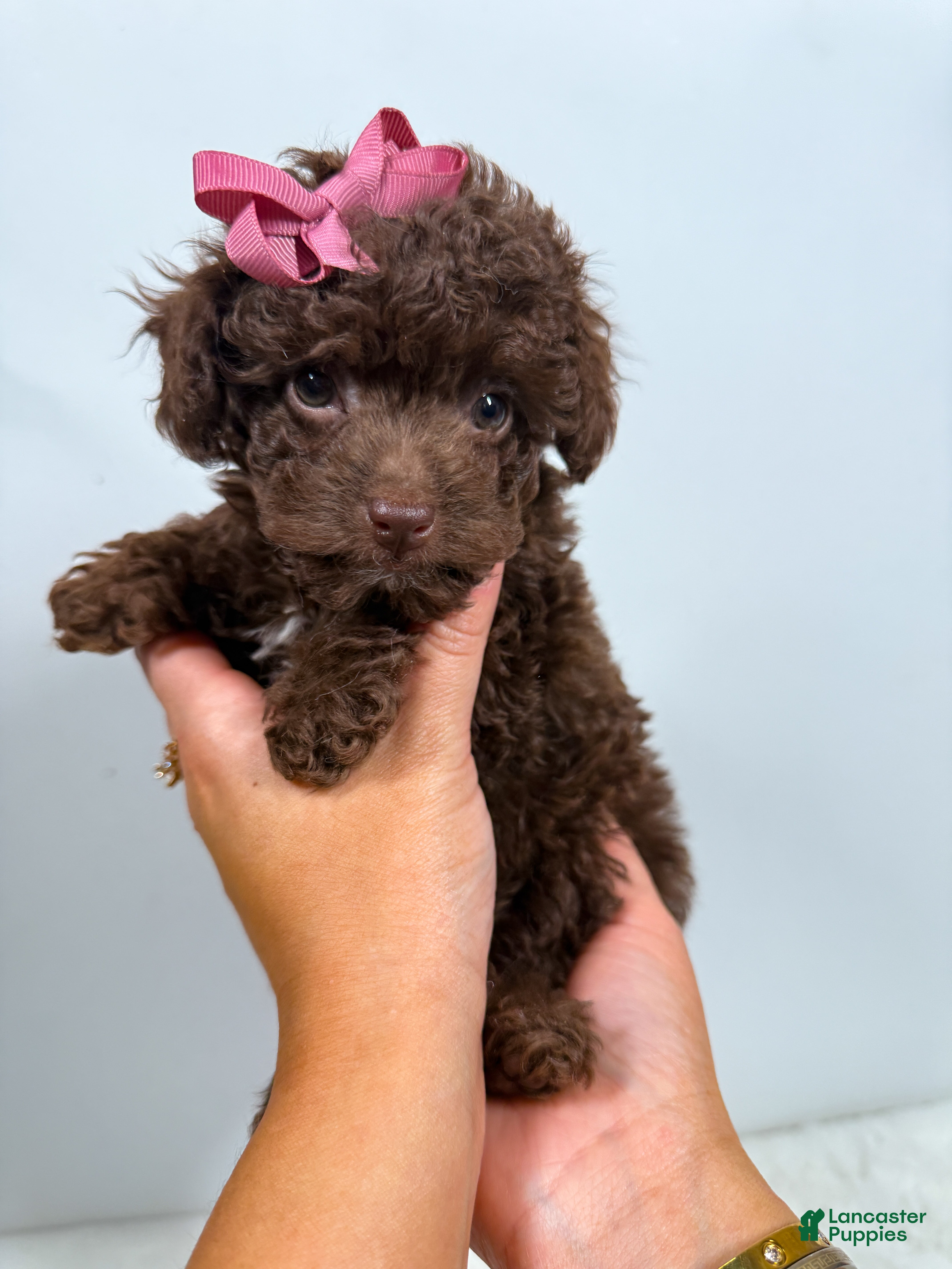 Toy Poodle dogs Tiny Velvet - Ad 2