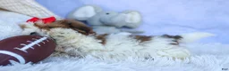 Shih Tzu dogs for sale: SAMMY - Ad 4