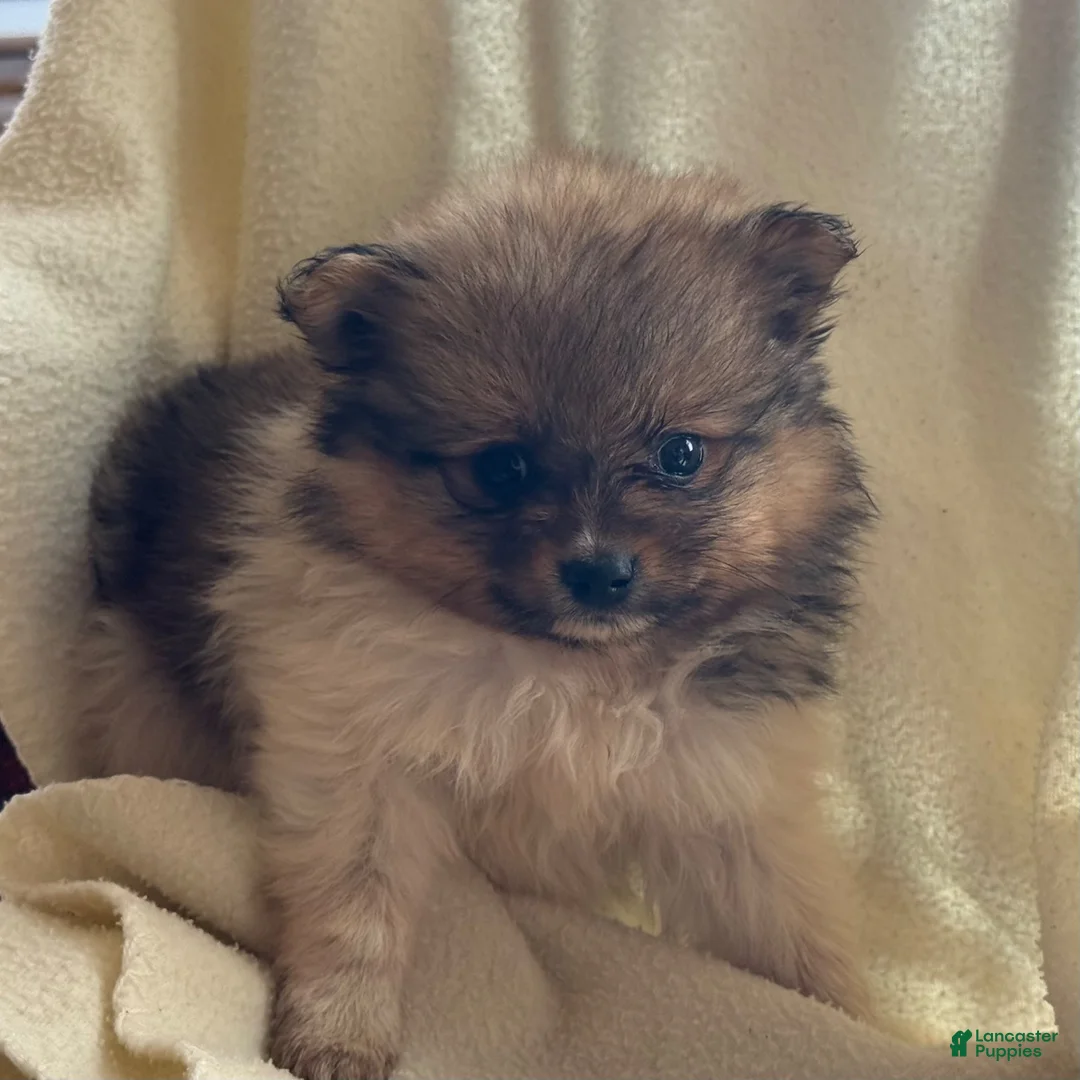 Pomeranian dogs for sale: Kelsey - Ad 4