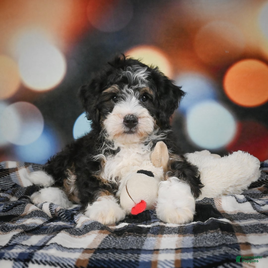 Mini Bernedoodle dogs for sale: Marco - Ad 8