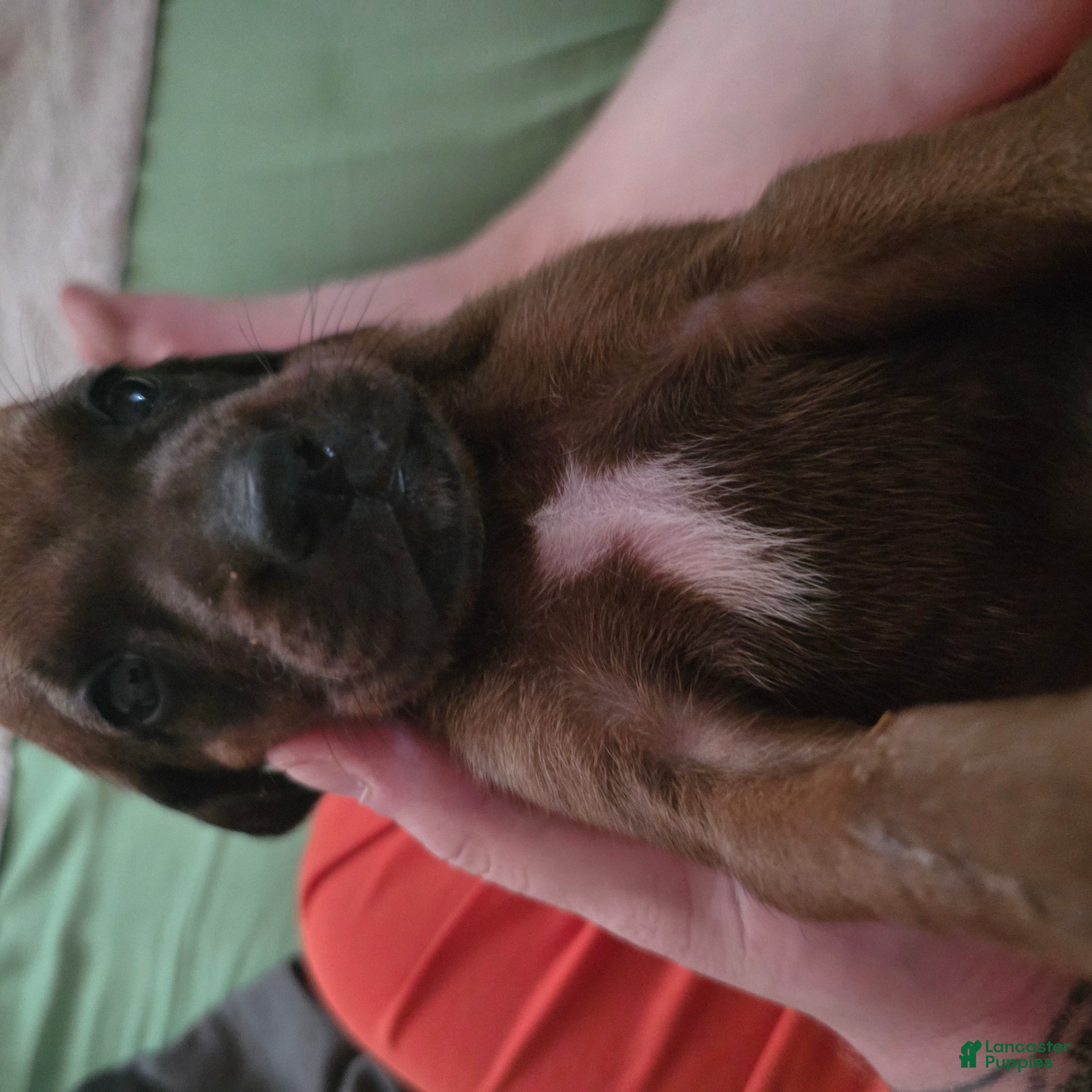 Redbone Coonhound dogs Redbone Coonhound 1 - Ad 13