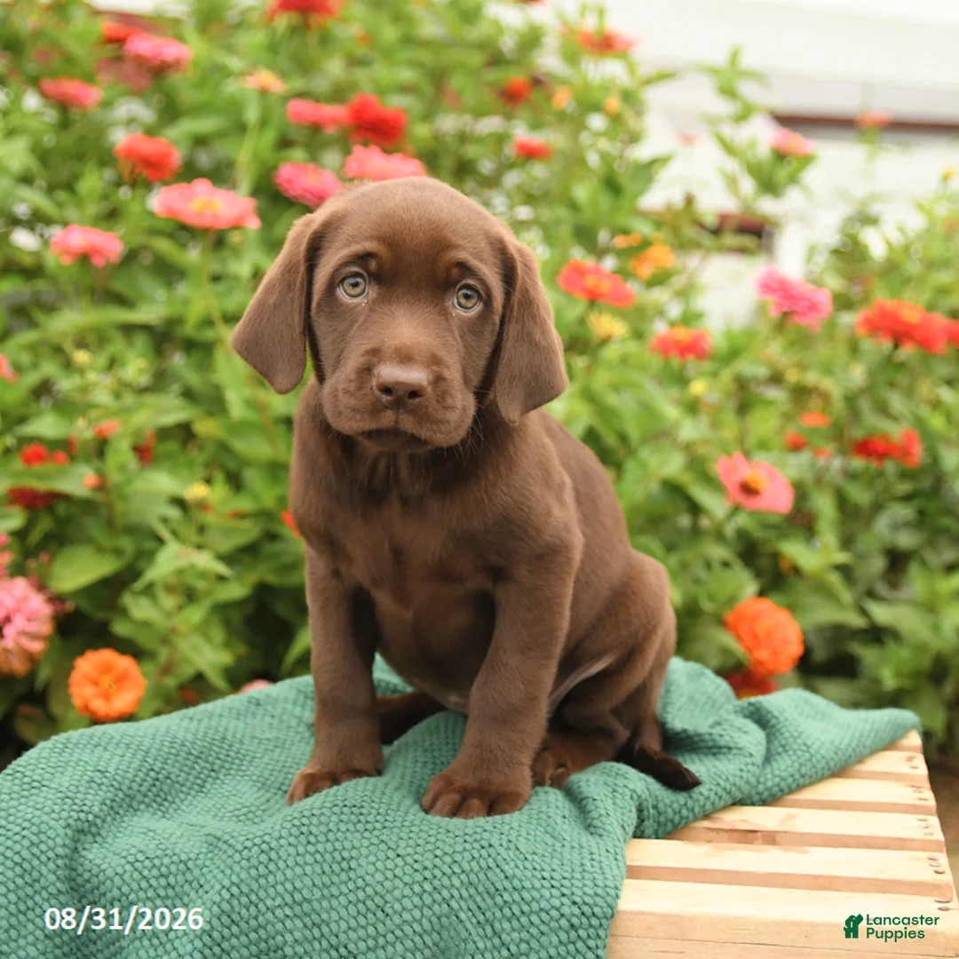 Labrador Retriever dogs for sale: Kimmie - Ad 1