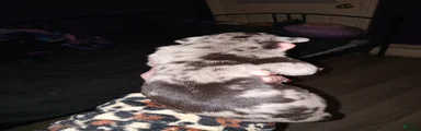 MEADOW-Daniff Puppy 6