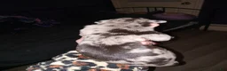 Daniff dogs for sale: MEADOW-Daniff Puppy 6 - Ad 1