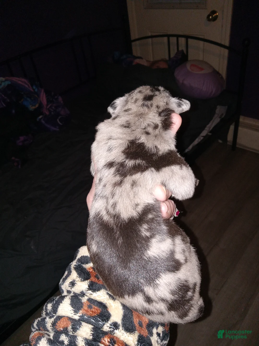 Daniff dogs for sale: MEADOW-Daniff Puppy 6 - Ad 1