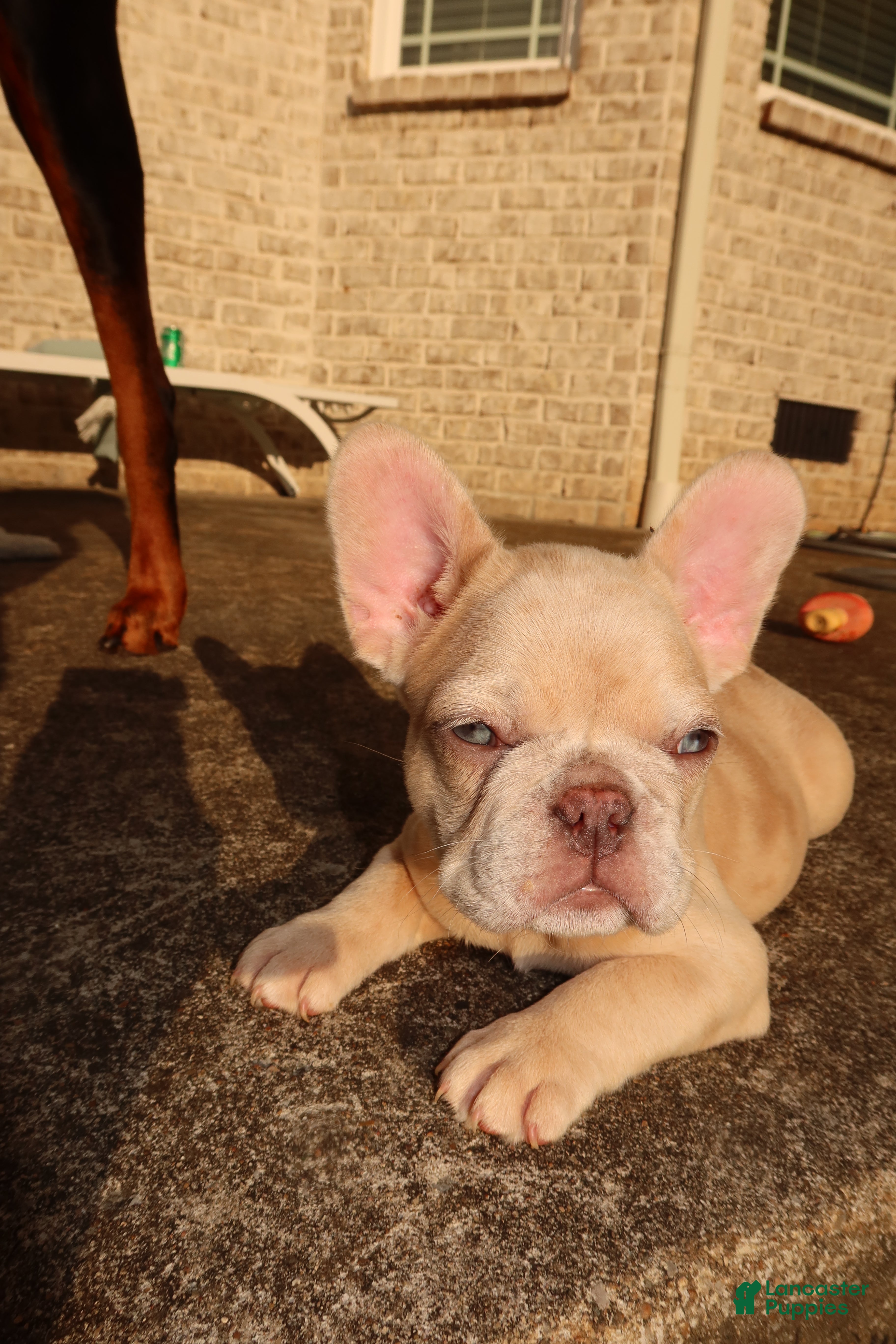French Bulldog dogs Coco Chanel  - Ad 2