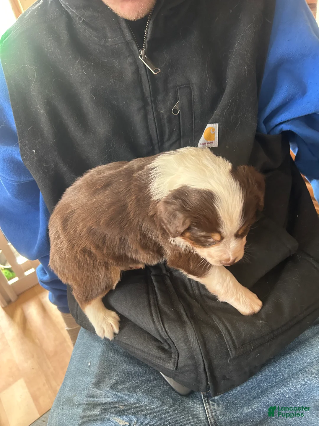 Australian Shepherd dogs for sale: Bridget Bishop - Ad 11