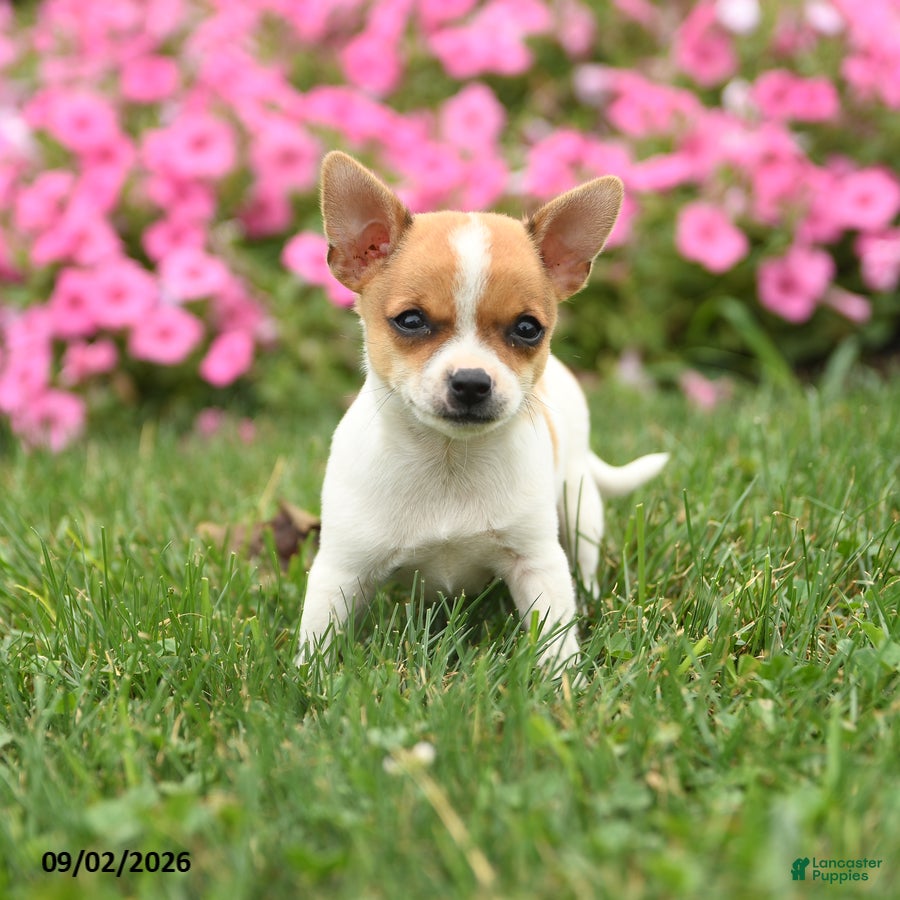 Chihuahua dogs Professor Tito - Ad 2