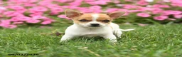 Chihuahua dogs for sale: Professor Tito - Ad 2