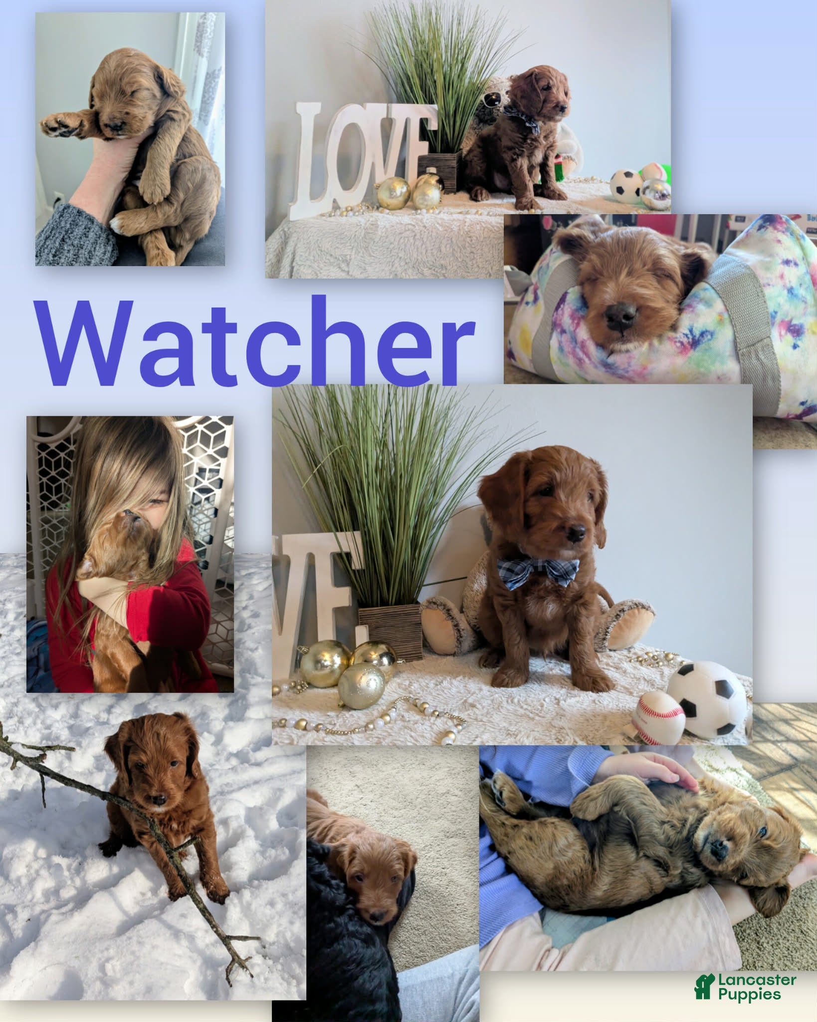 Goldendoodle dogs Golden Mountain Doodle Puppy 1 - Ad 34