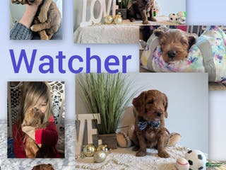 Goldendoodle dogs Golden Mountain Doodle Puppy 1 - Ad 28