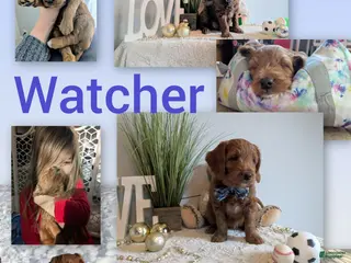 Goldendoodle dogs Golden Mountain Doodle Puppy 1 - Ad 17