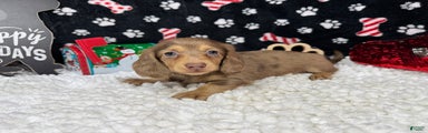 Miniature Dachshund Puppy 2
