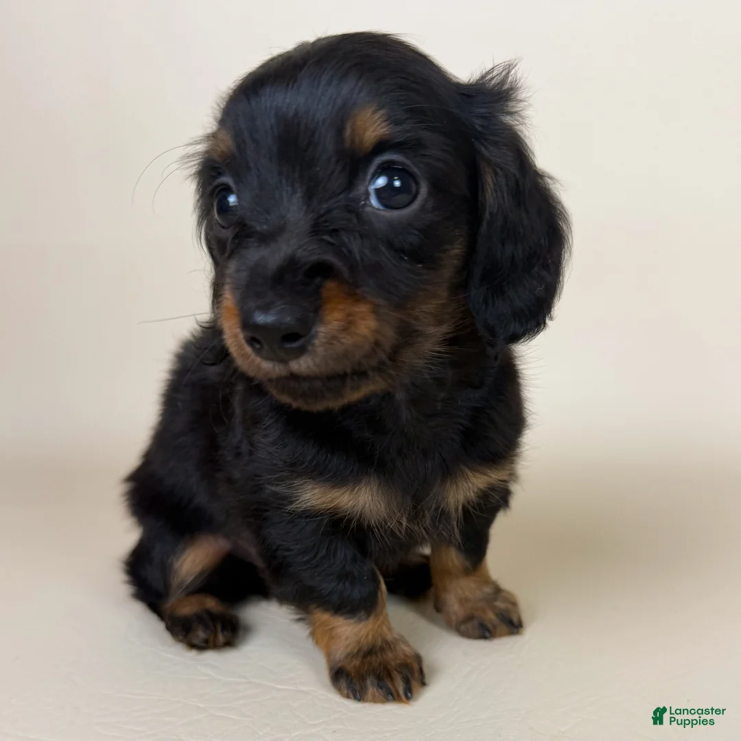 Miniature Dachshund dogs for sale: Dolly  - Ad 2