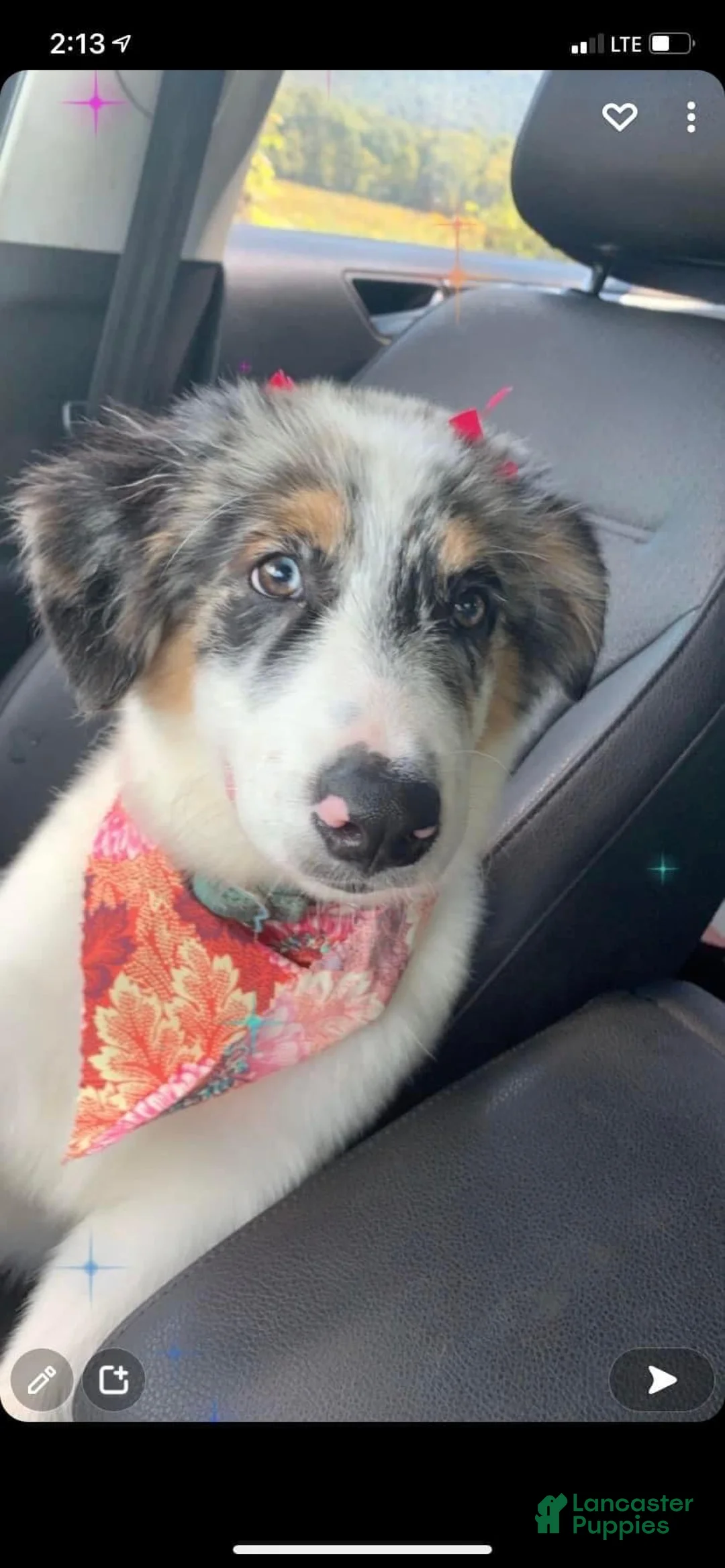 Australian Shepherd dogs for sale: Bailey - Ad 2