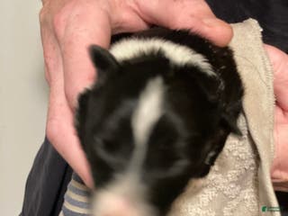 Border Collie dogs Donny - Ad 38