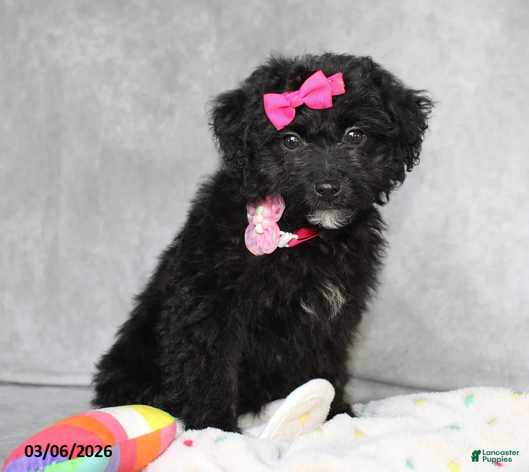 Mini Aussiedoodle dogs for sale: Coco  - Ad 5