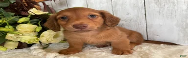 Lynn