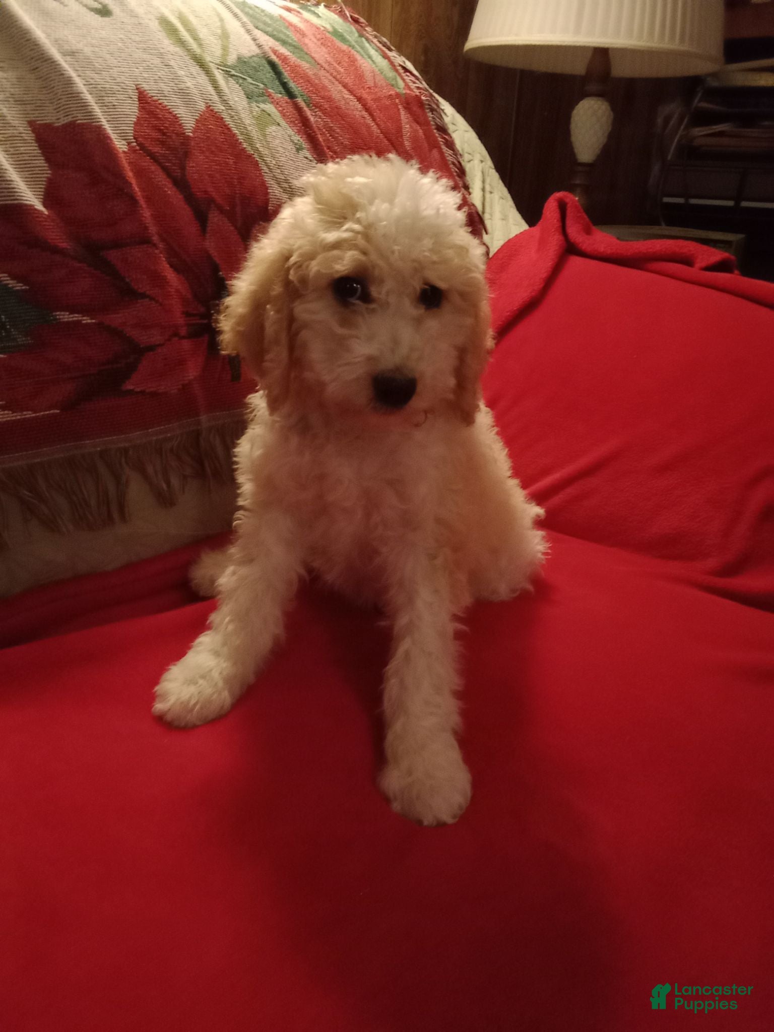 Standard Poodle dogs Butter - Ad 27