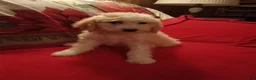 Standard Poodle dogs for sale: Butter - Ad 1