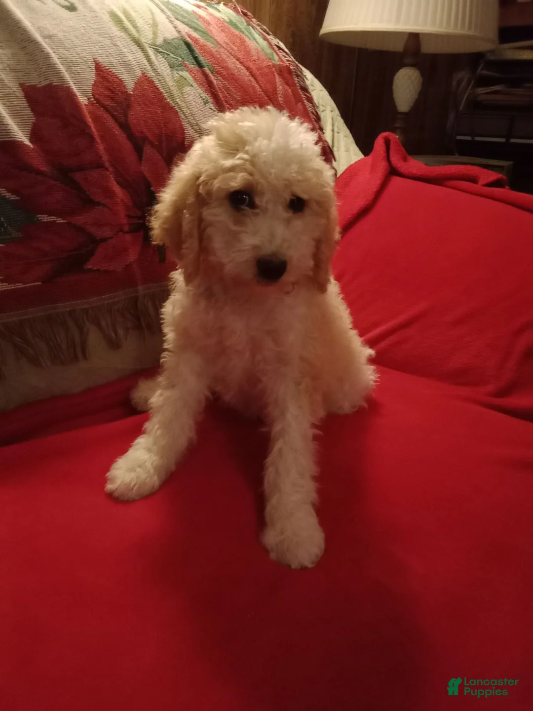 Standard Poodle dogs for sale: Butter - Ad 1