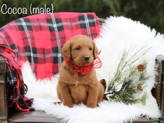 Labradoodle dogs Cocoa - Ad 2