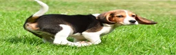 Beagle dogs for sale: Teddy - Ad 10