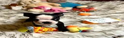 Boston Terrier dogs for sale:  Randal - Ad 4