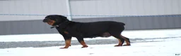 Rottweiler dogs for sale: Sugar - Ad 5