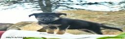 German Shepherd dogs for sale: Angel  - Ad 3
