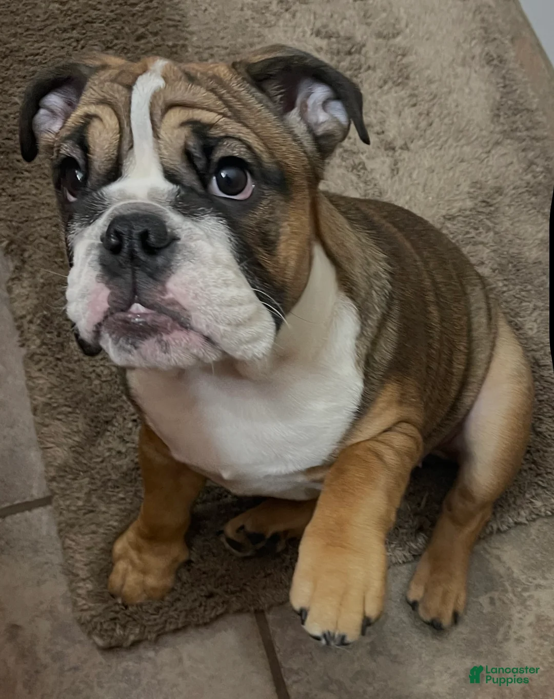 English Bulldog dogs for sale: English Bulldog Puppy 1 - Ad 10