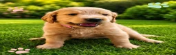 Goldendoodle dogs for sale: Pink - Ad 3