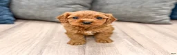 Cavapoo dogs for sale: Luna - Ad 2