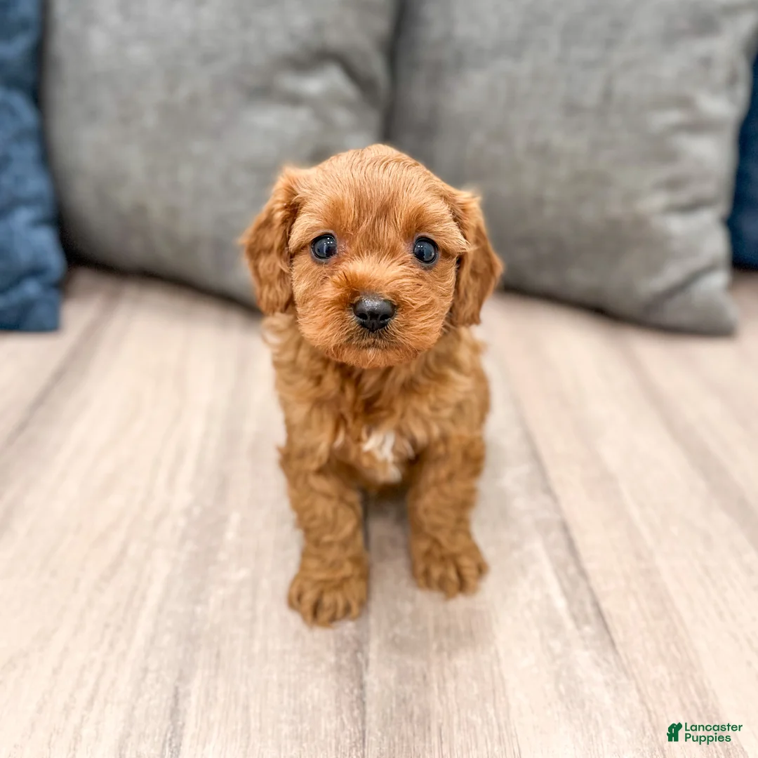 Cavapoo dogs for sale: Luna - Ad 2