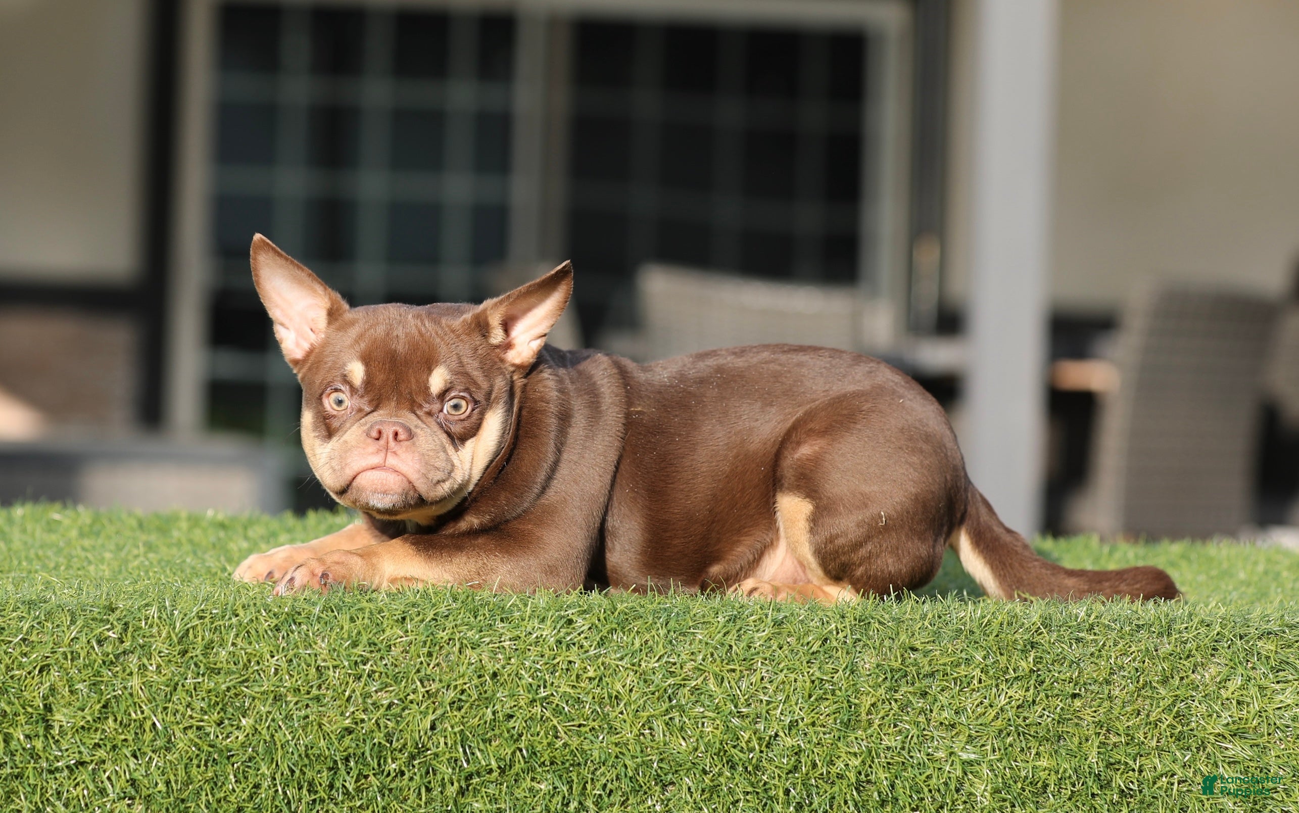 American Bully dogs American Bully Puppy 1 - Ad 22
