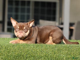American Bully dogs American Bully Puppy 1 - Ad 22