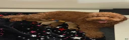 Mixed Breed dogs for sale:  Blue collar Poodle - Ad 4